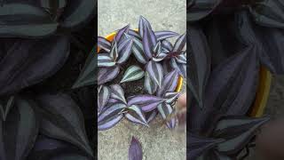 Tradescantia zebrina hanging plant [upl. by Clute]