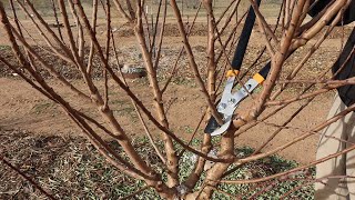 Pruning Young Almond Trees  Desert Farming [upl. by Ellehcsar]