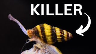 Assassin Snail  REAL KILLER Clea Helena beginner Care Guide [upl. by Alben]