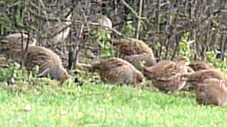 Perdix perdix  Grey partridge  Patrijs  Perdrix grise  Rebhuhn [upl. by Dulsea]