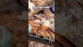 This lizard tried to scare me 🦎😱 shorts pet lizard reptiles funnyvideo funny moments [upl. by Doowle]