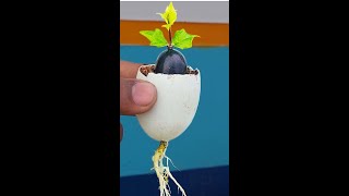 How to Grow Grapes A Complete Garden Growing Guide [upl. by Kippie969]