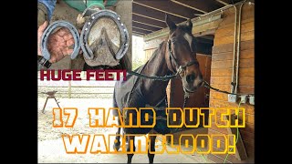 Shoeing a 171 Hand Dutch Warmblood Eventing Horse  Hoof Restoration Drilling amp Tapping Shoes [upl. by Gerson809]