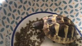 Baby Eastern Hermann’s Tortoise Eating Mazuri Small Tortoise Diet LS Pellets [upl. by Oisangi32]