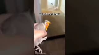 bird screaming meme [upl. by Gabriello199]