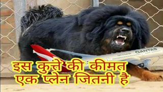 इस कुत्ते की कीमत एक प्लेन जितनी है  a dog more expencive than aeroplane [upl. by Aninep]