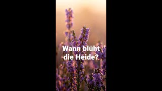 Wann blüht die Heide [upl. by Duhl]