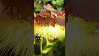 Caterpillar eating leaves 😄💓 shorts caterpillar roseleaf 💓💓💓 [upl. by Harald]