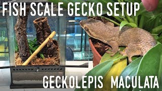 DIY ARBOREAL GECKO SETUP Giant Fish Scale Gecko Vivarium [upl. by Htebazile320]