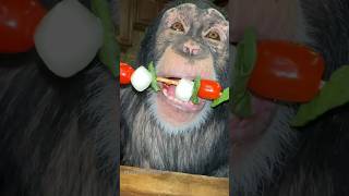 snacks yummy chimp chimpanzee ape monkey [upl. by Bourke]