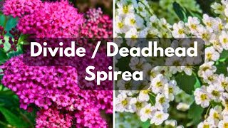 Deadhead amp Divide Spirea [upl. by Arlo]