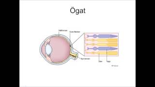 ögar och optiskainstrument ljus del 4 [upl. by Lorou]