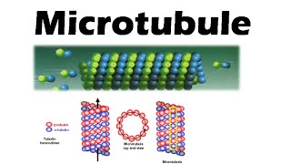 Microtubules and microfilaments  assembly and function [upl. by Airrej97]