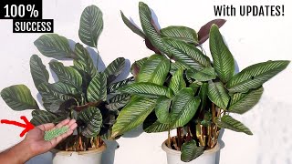 DONT KILL AGAIN My COMPLETE Calathea Plant CARE Guide [upl. by Acinorev853]