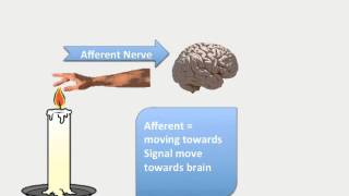 Difference between Afferent and Efferent Nerve [upl. by Dickson544]