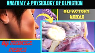 Olfactory System  Anatomy amp Physiology of Smell  Olfactory Nerve  Sense of Smell [upl. by Zack]