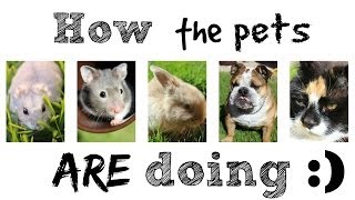 How the pets are doing   Vlogs [upl. by Nodnalb]