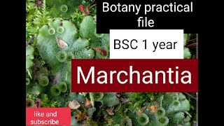 Marchantia Bryophyta Classification and commentBotany practical Bsc 1 year [upl. by Shara]