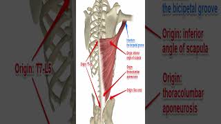 Anatomy Latissimus Dorsi Shorts [upl. by Marline]