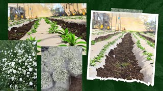 gypsophila flower plantation youtube gypsophila viral farming agriculture flowers gardening [upl. by Llib]