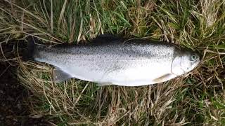 Fly fishing at Stock Reservoir for rainbow trout [upl. by Adiarf]