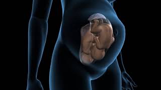 Types of twins pregnancy  Dichorionic twins  3D Anatomical Visualization [upl. by Llekcm]