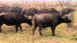 Buffalo chasing lions at Londolozi [upl. by Twum772]