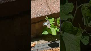 pipevine swallowtail butterfly laying eggs on the pipevine [upl. by Ynnep372]