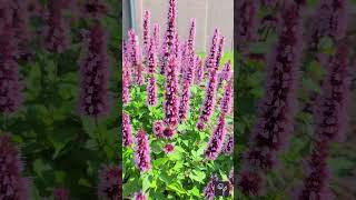 Agastache Beelicious Pink Video [upl. by Richel119]