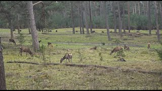 Live wildcam Het Nationale Park De Hoge Veluwe [upl. by Sousa]