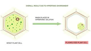 PLASMOLYSIS ANIMATION VIDEO [upl. by Nashom]