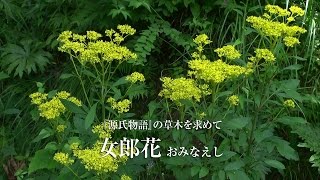 女郎花（おみなえし）『源氏物語』の草木を求めて [upl. by Teik]