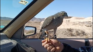 sparrowhawk attackWhy do crows attack sparrowhawksbirdhunting falconry eagle goshawk [upl. by Alemahs772]