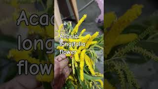 Acacia longifolia floweryoutubeshorts viralvideo trending plzlikesubscribe [upl. by Nywles]