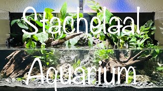 Teil 1 Stachelaal Aquarium aquaristik [upl. by Lezah95]