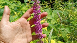 SALICARIA O SALCERELLA  Lythrum salicaria L Lythraceae [upl. by Mahda]