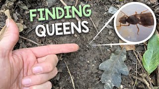 Finding Queen Ants amp Colonies 4  My Trip to Fox Burrow Woods UK [upl. by Kallista]