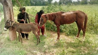 Horse and donkey breeding very successfully [upl. by Htilil40]