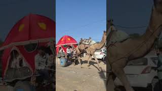 Pushkar  Rajshahi song  pushkar festival  Pushkar fair [upl. by Ardnaeel]