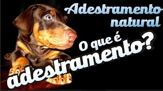 O que é o adestramento  Curso Adestramento natural aula 2 [upl. by Sicard]