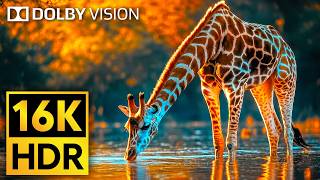 16K VIDEO ULTRA HD Dolby Vision HDR 120fps  Cutest Animals of The World Wildlife BGM [upl. by Beck139]