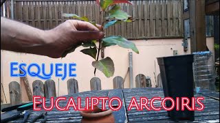 COMO ESQUEJAR EUCALIPTO ARCOIRIS🌻🌳Eucalyptus deglupta [upl. by Ahsauqal]