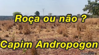 Capim Andropogon Roçar ou Não [upl. by Aritak]