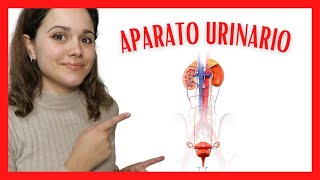 🧬APARATO URINARIO ANATOMOFISIOLOGÍA PATOLOGÍAS PACIENTE INCONTINENTE Y SONDAJE VESICAL PARTE 1🧬 [upl. by Sotsirhc]