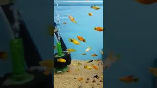 Beautiful Yellow Wagtail Platy Fish Tropical Fish Tank Aquarium Platies Molly Guppies Betta shorts [upl. by Solahcin]