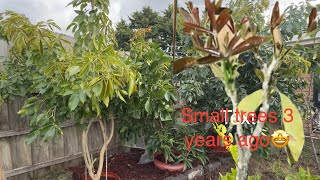 3 years ago how my white Sapote trees small are 🤩🇦🇺🥶 [upl. by Antipas]