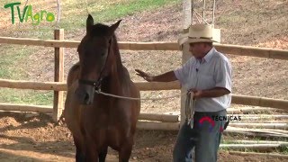 Técnicas para Tratar a los Caballos de forma No Agresiva  TvAgro por Juan Gonzalo Angel [upl. by Janey]