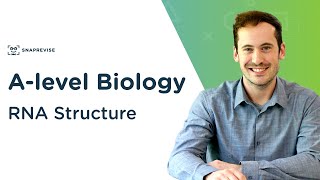 RNA Structure  Alevel Biology  OCR AQA Edexcel [upl. by Gyasi]