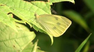 Cabbage White Butterfly Pieridae Pieris rapae Female on Leaf [upl. by Ahsinak]