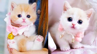 Baby Cats  Cute and Funny Cat Videos Compilation 60  Aww Animals [upl. by Velasco]